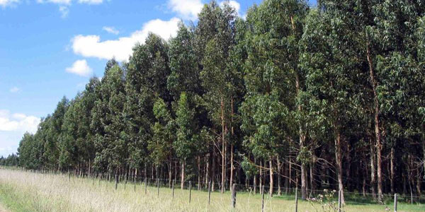 SECTORArauco y Stora Enso comprarán nuevos bosques en Uruguay