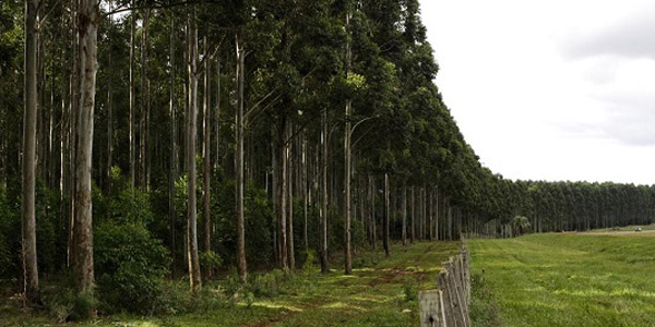 SECTORCaída de demanda y suba de costos prolongan la crisis del sector forestal